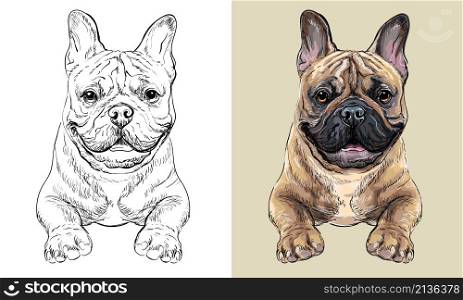 Realistic isolated head of French bulldog dog vector hand drawing illustration monochrome and color. For decoration, coloring books, design, print, posters, postcards, stickers, t-shirt. Vector hand drawing dog French bulldog monochrome and color