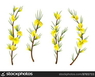 Realistic isolated rooibos plant with flowers, redbush. Vector plant branches of red tea with leaves and yellow blossoms. Aspalathus linearis fresh herb, herbal tea, antioxidant beverage. Realistic isolated rooibos plant, redbush flowers