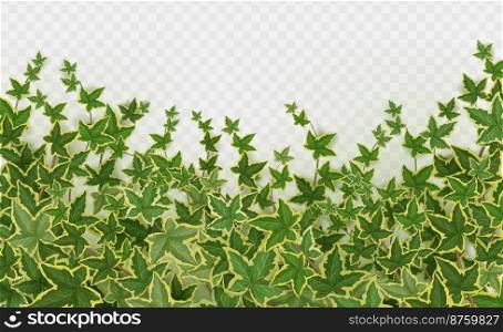 Realistic ivy background png isolated on transparent background. Vector illustration of Hedera plant vines with green leaves climbing wall, tree or fence surface. Botanical decorative frame design. Realistic ivy background png on transparent
