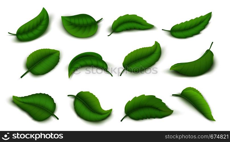 Realistic leaves. Green spring plant leaves isolated on white, 3D nature elements vivid green tea leaves. Vector nature herbal set. Realistic leaves. Green spring plant leaves isolated on white, 3D nature elements vivid tea leaves. Vector herbal set
