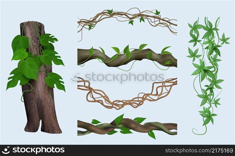 Realistic lianas. Exotic botanical plants twisted woody tendrils green climbs jungle decent vector illustrations set isolated. Realistic botanical liana, exotic tropical flora. Realistic lianas. Exotic botanical plants twisted woody tendrils green climbs jungle decent vector illustrations set isolated