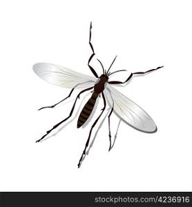 Realistic mosquito and shadow illustration, isolated and grouped objects over white.