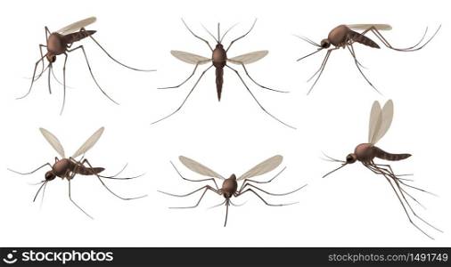 Realistic mosquito. Blood sucking insects, peddler of dengue, zika virus and malaria vector isolated mosquitoes set for repellent spray ad. Realistic mosquito, fly sucker, gnat illustration character. Realistic mosquito. Blood sucking insects, peddler of dengue, zika virus and malaria vector isolated mosquitoes set for repellent spray ad