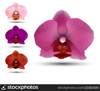 Realistic orchid flower in different colors. Tropical plants and flowers. Vector isolated on white background