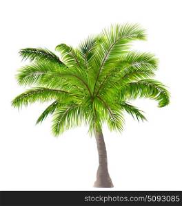 Realistic Palm Tree Isolated on White Background. Illustration Realistic Palm Tree Isolated on White Background - Vector