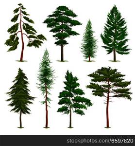 Realistic Pine Trees Set