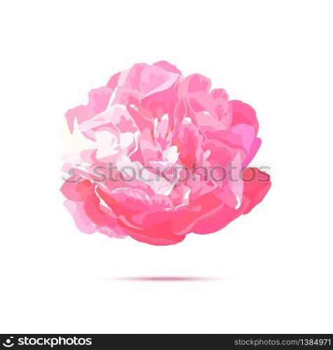 Realistic pink peony flower. Vector isolated herbaceous colorful showy plant. Illustration for prints, cards, invitation.. Realistic pink peony flower. Vector isolated herbaceous colorful