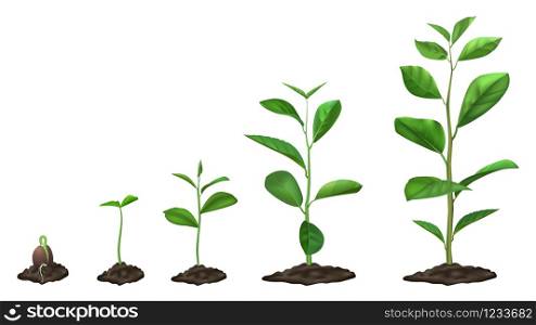 Realistic plant growth stages. Young seed growing in ground, green plants in soil, spring sprout blooming stage, isolated vector illustration set. Germination sprout timeline, garden seedling process. Realistic plant growth stages. Young seed growing in ground, green plants in soil, spring sprout blooming stage, isolated vector illustration set