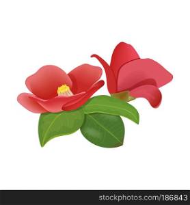 Realistic red pink Japanese Camellia flowers isolated on white background. vector illustration. petals, leaves. Floral design, for cosmetics, beauty care, greeting cards, logo, perfumery, aromatherapy. Red blooming Camelia flowers on white background. vector illustration