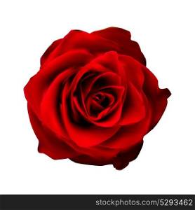Realistic Red Rose High Quality Vector Illustration EPS10. Realistic Red Rose High Quality Vector Illustration