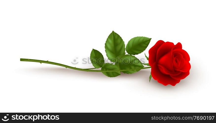 Realistic red rose lying on white background. Vector illustration EPS10. Realistic red rose lying on white background. Vector illustration
