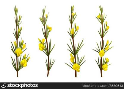 Realistic rooibos plant with flowers, isolated redbush. Vector plant branches of red tea with leaves and yellow blossoms. Aspalathus linearis rooibos herb 3d graphics, herbal tea, antioxidant beverage. Realistic rooibos plant with flowers, redbush