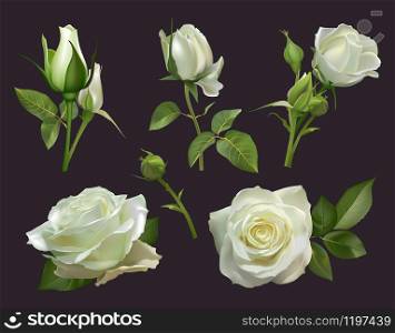 Realistic roses bouquet. White rose flowers with leaves, floral roses bouquets, gardening pastel colors blossom bunch vector illustration set. close up natural botanic elements for wedding card. Realistic roses bouquet. White rose flowers with leaves, floral roses bouquets, gardening pastel colors blossom bunch vector illustration set