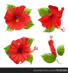 Realistic set of isolated hibiscus flower images with leaves and stems on blank background vector illustration