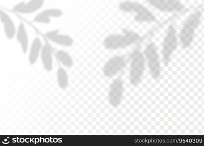 Realistic shadow tropical leaves and branches on transparent checkered background. The effect of overlaying shadows. Natural light layout.