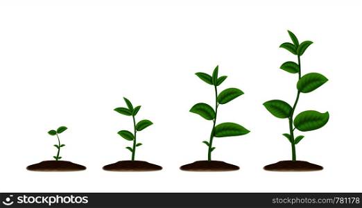 Realistic sprouts. Green plant stages of growth, agricultural plant seedling in ground. Vector illustration sketch young agriculture green been grow from the soil spring. Realistic sprouts. Green plant stages of growth, agricultural plant seedling in ground. Vector young green been grow from the soil
