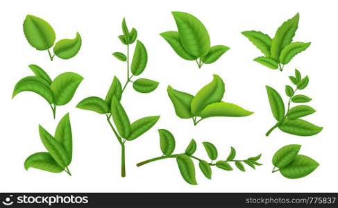 Realistic tea leaves and branches. Green plants and herbs isolated on white, natural tea leaf collection. Vector refreshing drink herbal agricultural set. Realistic tea leaves and branches. Green plants and herbs isolated on white, natural tea leaf collection. Vector agricultural set