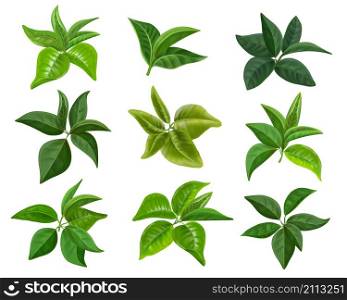 Realistic tea leaves. Green mint and tea leaves collection, bush branch decoration. Vector isolated set isolated plants freshness herbal leafs. Realistic tea leaves. Green mint and tea leaves collection, bush branch decoration. Vector isolated set