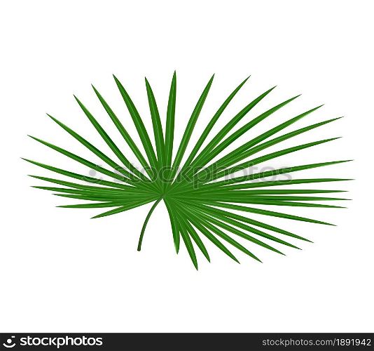 Realistic tropical leave. Palm tree foliage. Exotic plant. Isolated jungle frond template. Hawaiian summer nature. Rainforest flora. Decorative green botanical beach element. Vector greenery mockup. Realistic tropical leave. Palm tree foliage. Exotic plant. Jungle frond template. Hawaiian summer nature. Rainforest flora. Decorative green botanical element. Vector greenery mockup