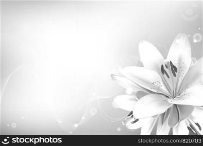 Realistic vector flowers background. Bouquet of white lilies. Isolated vector illustration.