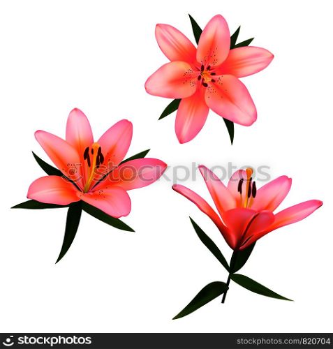 Realistic vector flowers set. Bouquet of pink lilies. Isolated vector illustration on white background.