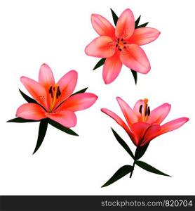 Realistic vector flowers set. Bouquet of pink lilies. Isolated vector illustration on white background.