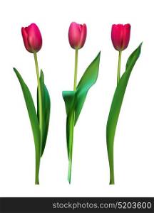 Realistic Vector Illustration Colorful Tulips . Not Trace. Pink Flowers on Light Background. EPS10. Realistic Vector Illustration Colorful Tulips . Not Trace. Pink
