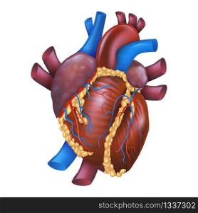 Realistic Vector Illustration Human Healthy Heart. Image Projection Anatomy Heart. Poster for Detailed Study Structure Cardiovascular System Organism. Isolated on White Background