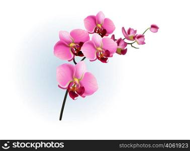 Realistic vector illustration of pink orchid branch. Phalaenopsis, blossom, houseplant. Flowers concept. For topics like beauty, botany, spring