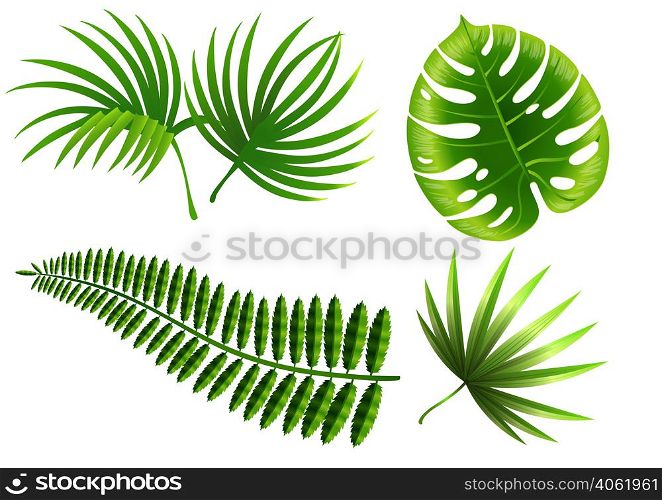 Realistic vector illustration of tropical plant leaves set. Monstera, fern, palm, yucca. Tropical plant concept. For topics like nature, botany, environment