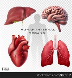 Realistic vector set of human internal organs. Anatomically correct models of the heart, brain, lungs and liver. 3D illustrations for medical applications, educational sites, websites. Realistic vector set of human internal organs. Anatomically correct models of the heart, brain, lungs and liver. 3D isolated illustrations for medical applications, educational sites, websites