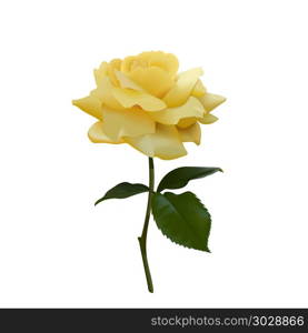 Realistic vector yellow rose or tea rose or China rose petals, leaves open flower, twig. Idea for logo, perfumery, cosmetics. Realistic vector yellow rose or tea rose or China rose petals, leaves open flower, twig . As wedding element, floral design, for cosmetics, beauty care, greeting cards, logo, perfumery, aromatherapy