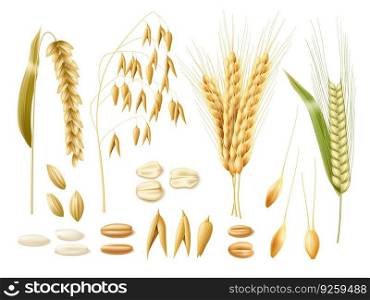 Realistic wheat ears. 3d cereal crops, oats, rye, rice and wheat, isolated agricultural plants, raw grains, seeds and flakes, bakery and beer ingredients, harvest elements for decor, utter vector set. Realistic wheat ears. 3d cereal crops, oats, rye, rice and wheat, isolated agricultural plants, raw grains, seeds and flakes, bakery and beer ingredients, harvest elements, utter vector set
