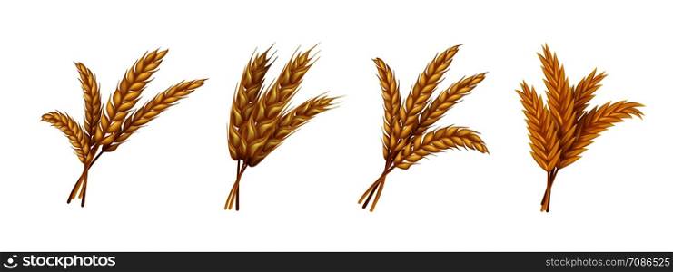 Realistic wheat. Ears and grains of organic rye spike and oat, farming agricultural cereals healthy food. Vector harvest agriculture isolated set. Realistic wheat. Ears and grains of organic rye spike and oat, farming agricultural cereals healthy food. Vector harvest isolated set