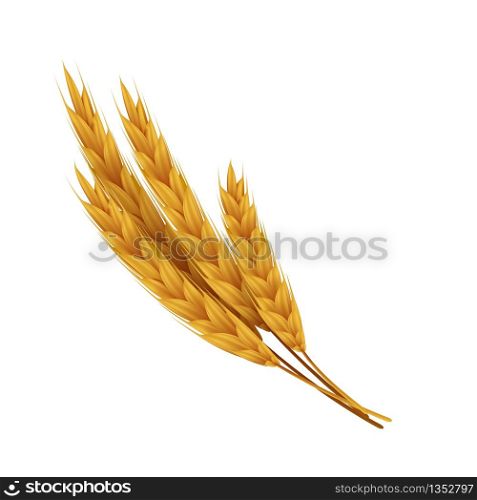 Realistic wheat ears with grains. Yellow rye for bakery. Vector illustrations agricultural healthy food and harvest seeds for vegetarian healthy eat. Realistic wheat ears with grains. Yellow rye for bakery. Vector agricultural healthy food and harvest seeds