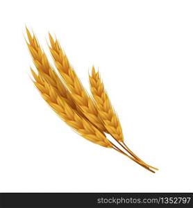 Realistic wheat ears with grains. Yellow rye for bakery. Vector illustrations agricultural healthy food and harvest seeds for vegetarian healthy eat. Realistic wheat ears with grains. Yellow rye for bakery. Vector agricultural healthy food and harvest seeds