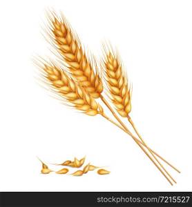 Realistic yellow ripe spikelets and grains of wheat composition on white background 3d vector illustration. Realistic Wheat Composition