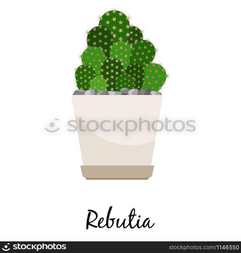 Rebutia cactus in pot isolated on the white background, vector illustration. Rebutia cactus in pot