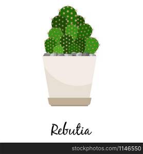Rebutia cactus in pot isolated on the white background, vector illustration. Rebutia cactus in pot