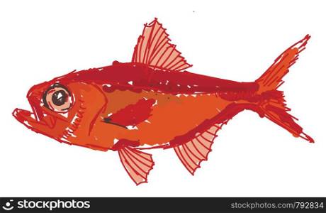Red alfonsino fish, illustration, vector on white background.