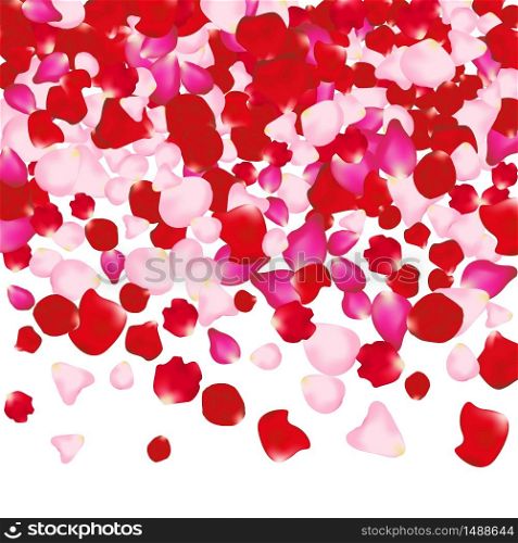 Red and pink rose petals isolated on white. Valentine background. Beauty fashion woman concept.. Red and pink rose petals isolated on white. Valentine background. Beauty fashion woman concept