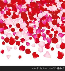 Red and pink rose petals isolated on white. Valentine background. Beauty fashion woman concept.. Red and pink rose petals isolated on white. Valentine background. Beauty fashion woman concept