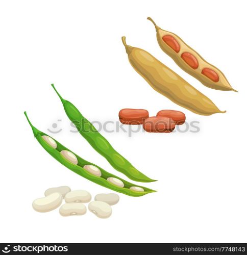 Red and white isolated kidney beans pod vegetables, vector. Farm food, organic natural beans or green pea and soybean legumes seeds, chickpea peapod or haricot lentils plant. Red and white kidney beans pod vegetables