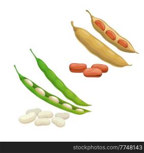 Red and white isolated kidney beans pod vegetables, vector. Farm food, organic natural beans or green pea and soybean legumes seeds, chickpea peapod or haricot lentils plant. Red and white kidney beans pod vegetables
