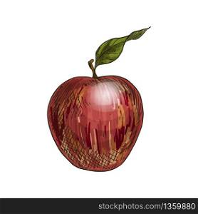 Red apple with leaf. Full color realistic sketch vector illustration. Hand drawn painted illustration.