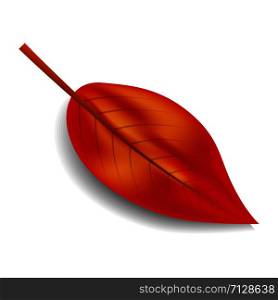 Red autumn leaf icon. Realistic illustration of red autumn leaf vector icon for web design isolated on white background. Red autumn leaf icon, realistic style