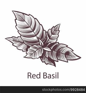 Red Basil icon. Detailed organic product sketch, botanical hand drawn label or emblem with leaves in engraving style. Aromatic spice and herb kitchen cooking symbol, vector isolated illustration. Red Basil icon. Detailed organic product sketch, botanical hand drawn label or emblem with leaves in engraving style. Aromatic spice and herb kitchen cooking symbol vector illustration