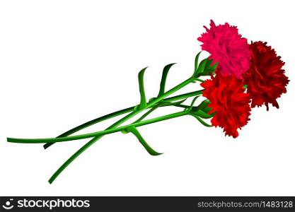 Red carnation flower isolated on white background. Simbol of Victory day 9 may.