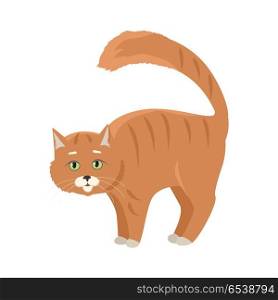 Red Cat Vector Flat Design Illustration. Aggressive or frightened red cat with arched back flat vector illustration isolated on white background. Domestic animal emotions and behavior. For pet shop ad, animalistic hobby concept, breeding. Red Cat Vector Flat Design Illustration