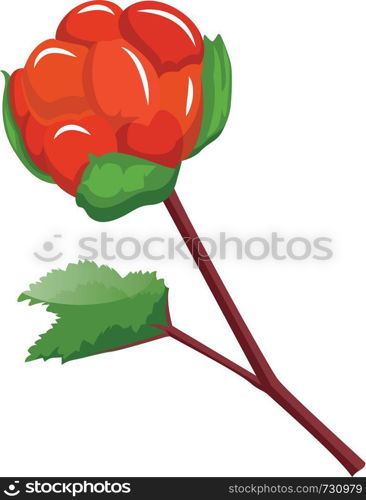 Red cloudberry on a branch with green leafs cartoon fruit vector illustration on white background.